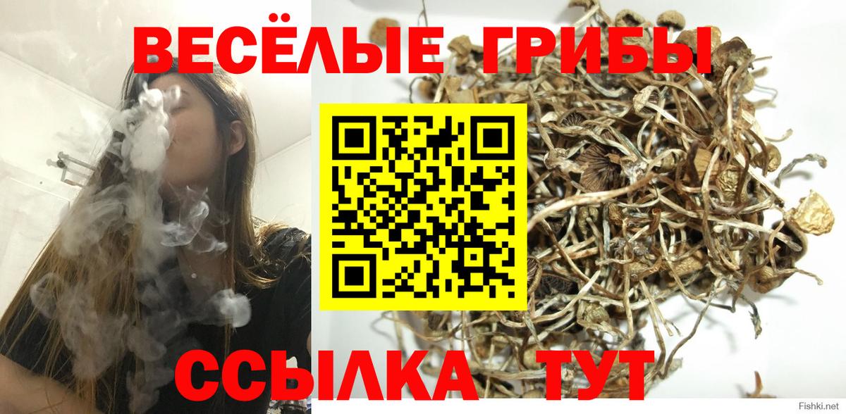 Чернушка  Галлюциногенные грибы Magic Shrooms  Вход с VPN  Галлюциногенные грибы Psilocybine cubensis 